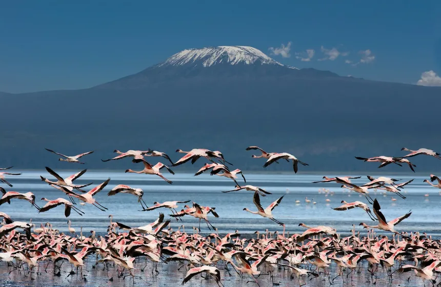 Uccelli con il Kilimangiaro