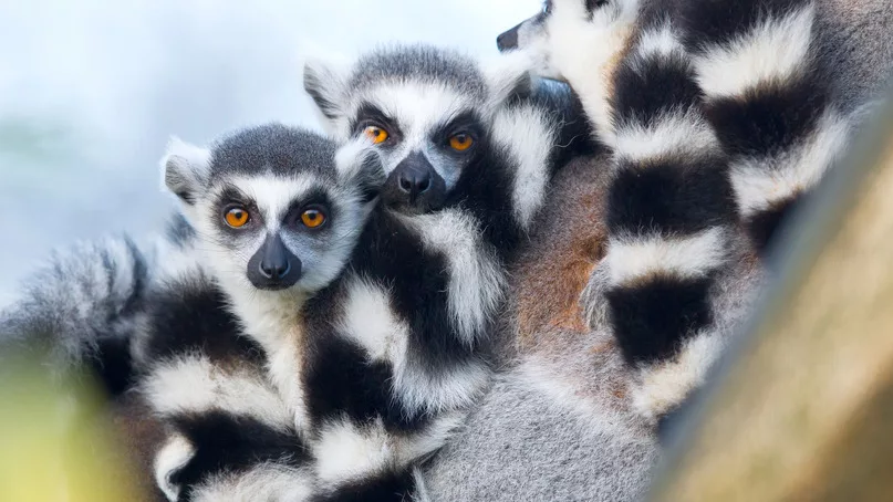 Lemurs of Madagascar Outlook Travel Magazine