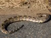 a puff adder warming up on the road