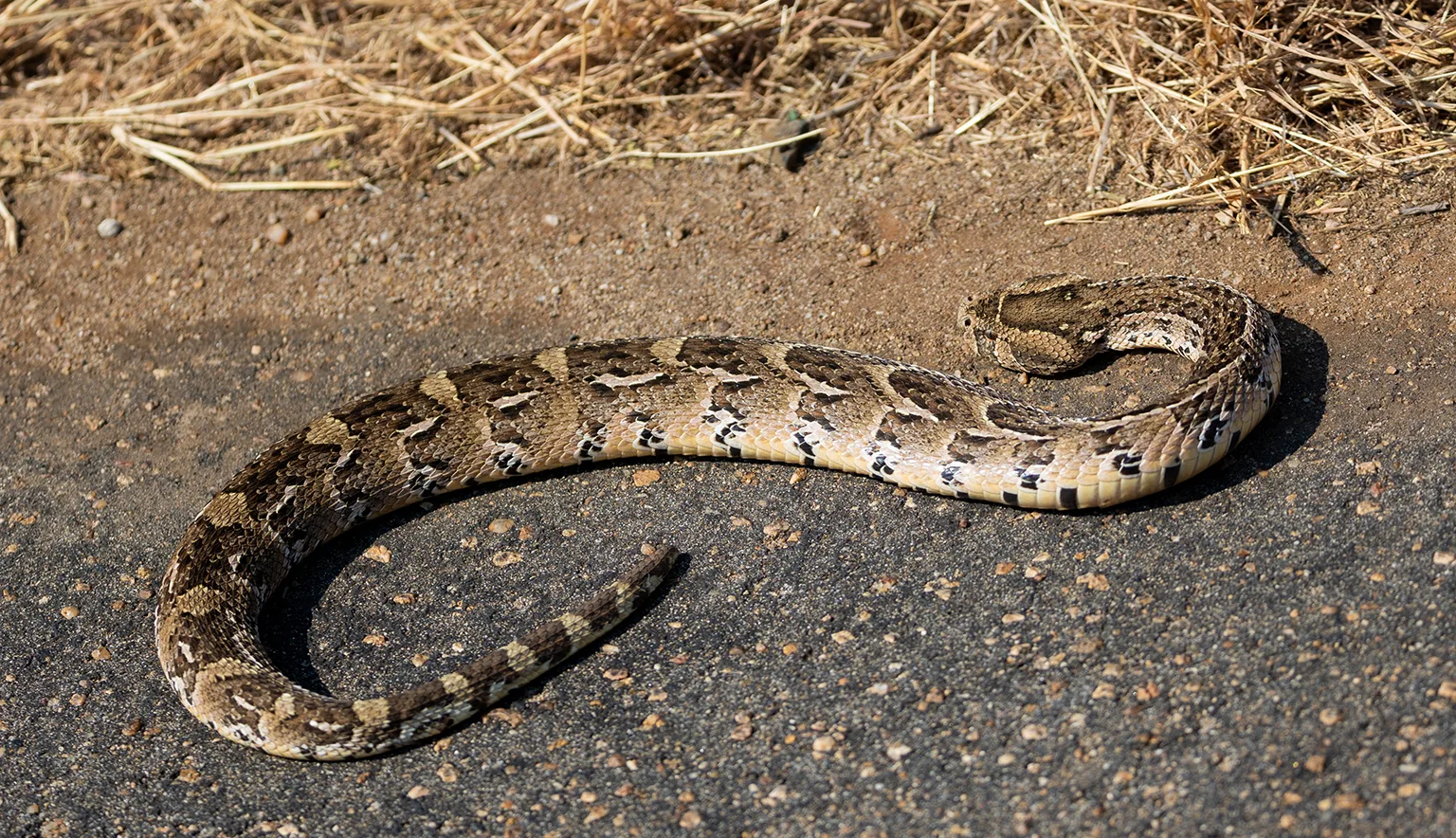 a puff adder warming up on the road
