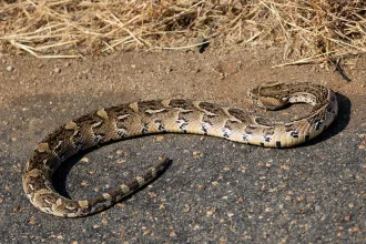 a puff adder warming up on the road