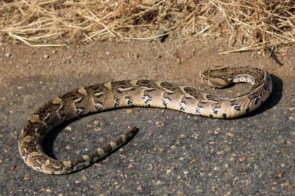 a puff adder warming up on the road