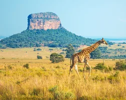 Giraffe walking through the African Savannah