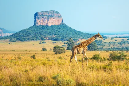 Giraffe walking through the African Savannah