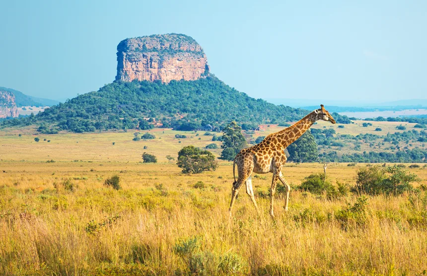 Giraffe walking through the African Savannah