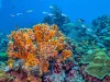Caribbean coral garden, Bonaire