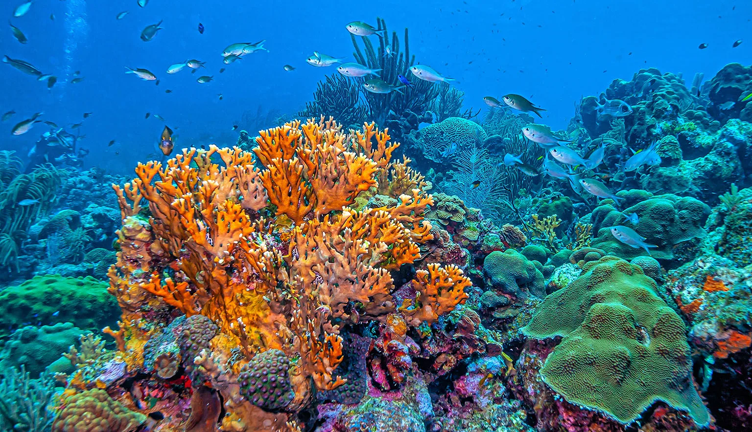 Caribbean coral garden, Bonaire