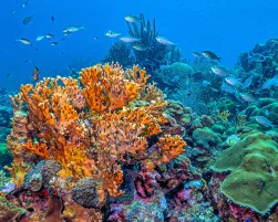 Caribbean coral garden, Bonaire