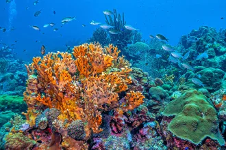 Caribbean coral garden, Bonaire