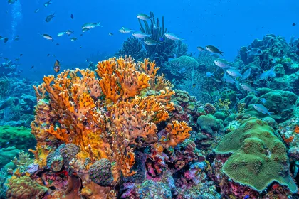 Caribbean coral garden, Bonaire