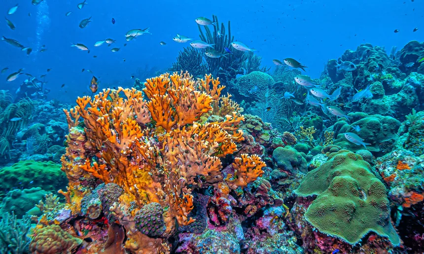 Caribbean coral garden, Bonaire