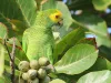 Yellow-shouldered Parrot in Almond Tree - Bonaire