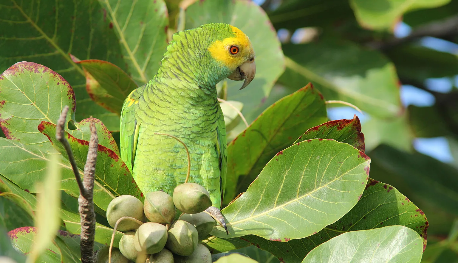 Yellow-shouldered Parrot in Almond Tree - Bonaire
