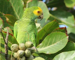 Yellow-shouldered Parrot in Almond Tree - Bonaire