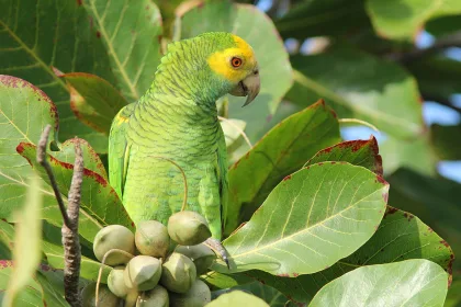 Yellow-shouldered Parrot in Almond Tree - Bonaire