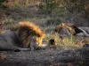 Lions in Eswatini