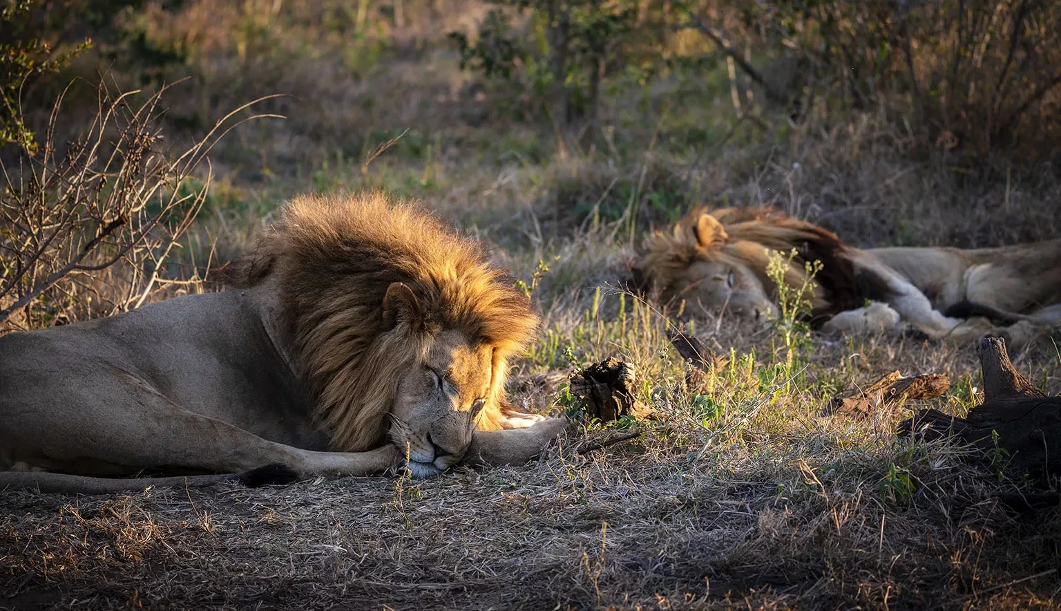 Lions in Eswatini