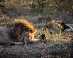 Lions in Eswatini
