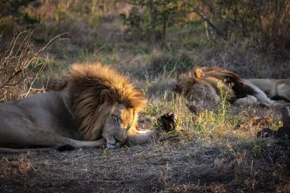 Lions in Eswatini