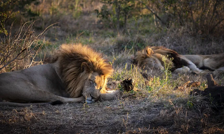 Lions in Eswatini