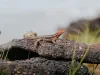 Galapagos Islands