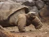 Galapagos Tortoise