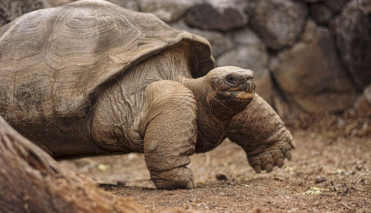 Galapagos Tortoise