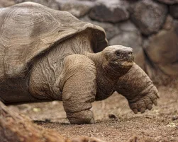 Galapagos Tortoise