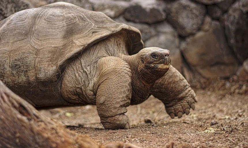 Galapagos Tortoise
