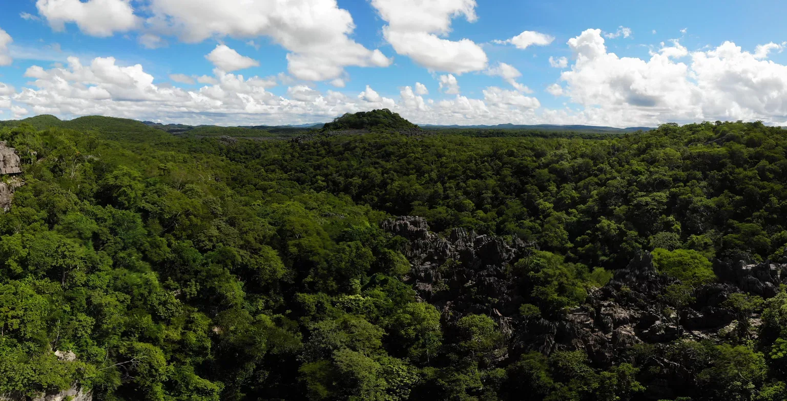 Madagascar Forest Aerial View