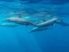Spinner Dolphins Mauritius Indian Ocean Summer Stenella longirostris