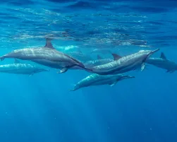 Spinner Dolphins Mauritius Indian Ocean Summer Stenella longirostris