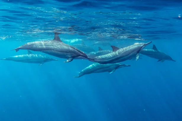 Spinner Dolphins Mauritius Indian Ocean Summer Stenella longirostris