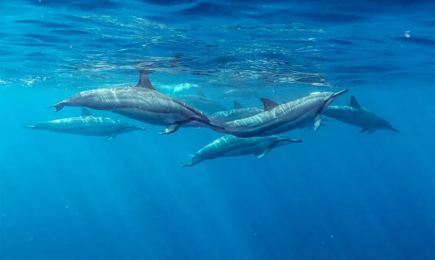 Spinner Dolphins Mauritius Indian Ocean Summer Stenella longirostris