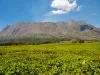 Mount Mulanje Landscape