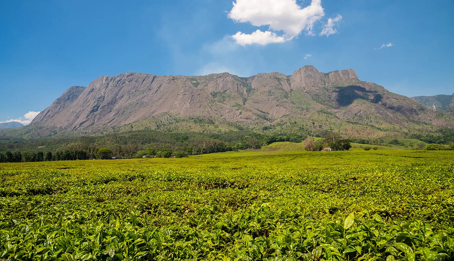 Mount Mulanje Landscape