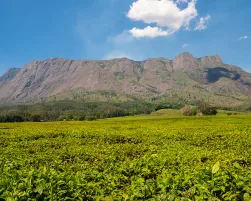 Mount Mulanje Landscape