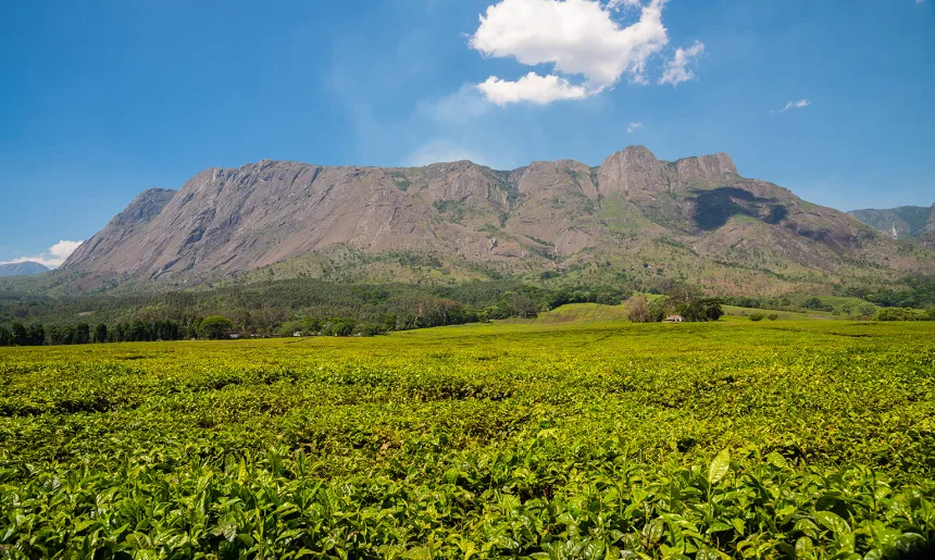 Mount Mulanje Landscape