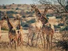 Group of giraffes in Namibia