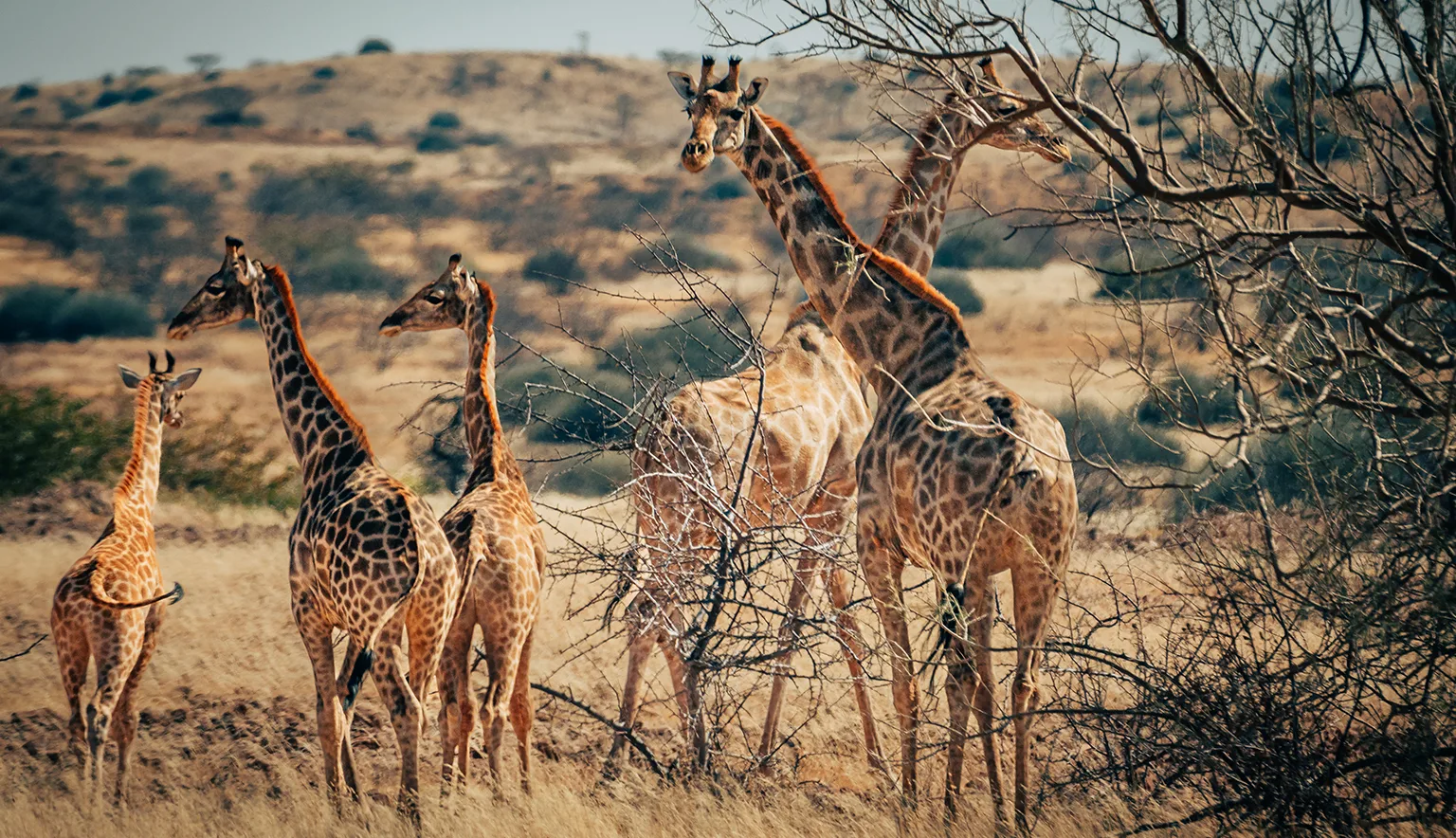 Group of giraffes in Namibia