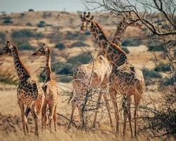 Group of giraffes in Namibia