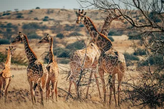 Group of giraffes in Namibia