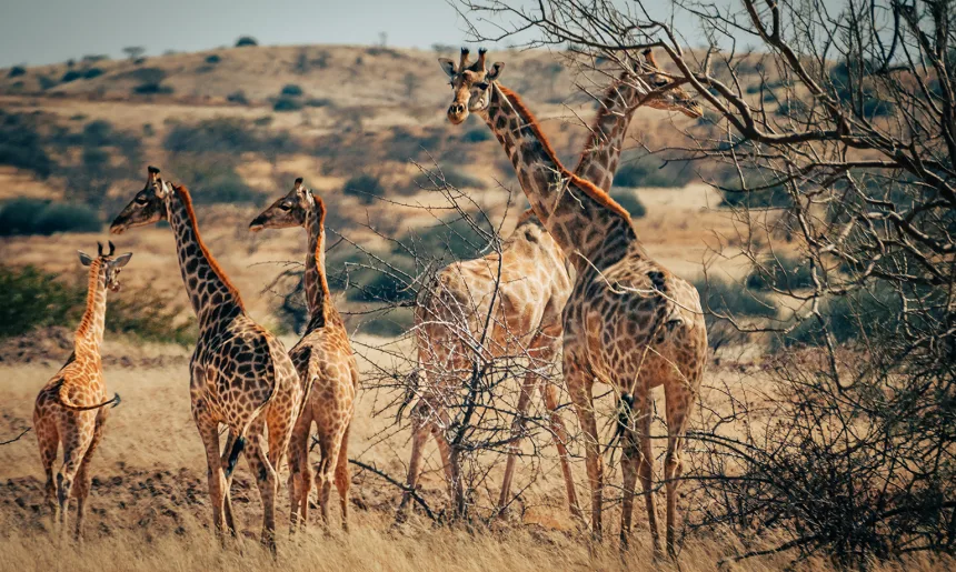 Group of giraffes in Namibia
