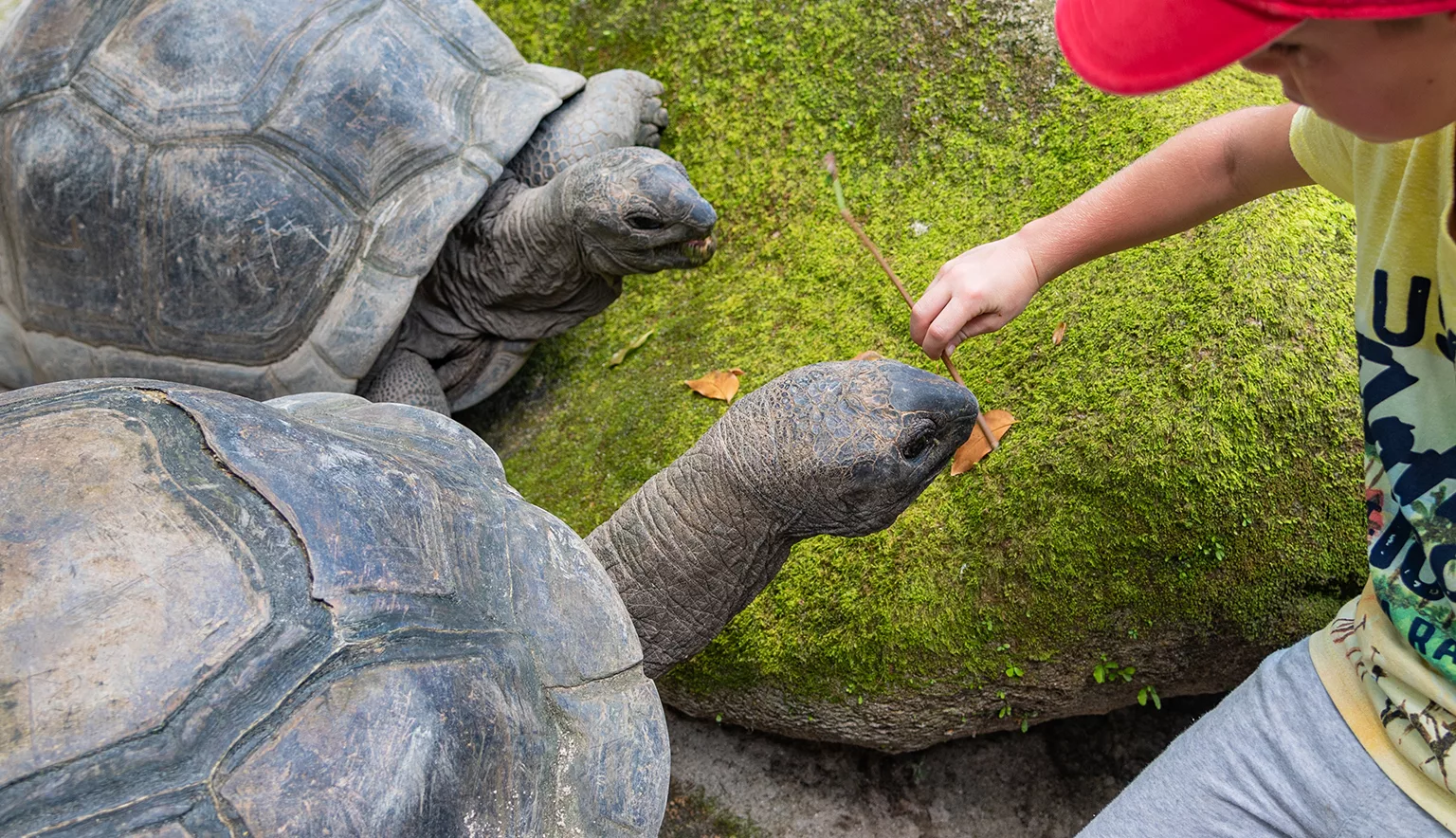 Kid feeding two aldabra giant tortoises