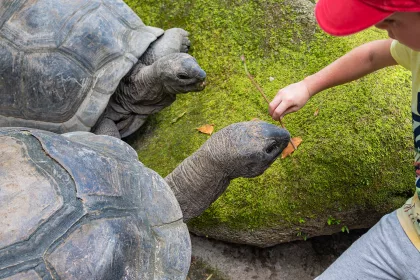 Kid feeding two aldabra giant tortoises