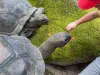 Kid feeding two aldabra giant tortoises