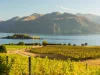 Morning on vineyard at Lake Wanaka, Otago, New Zealand