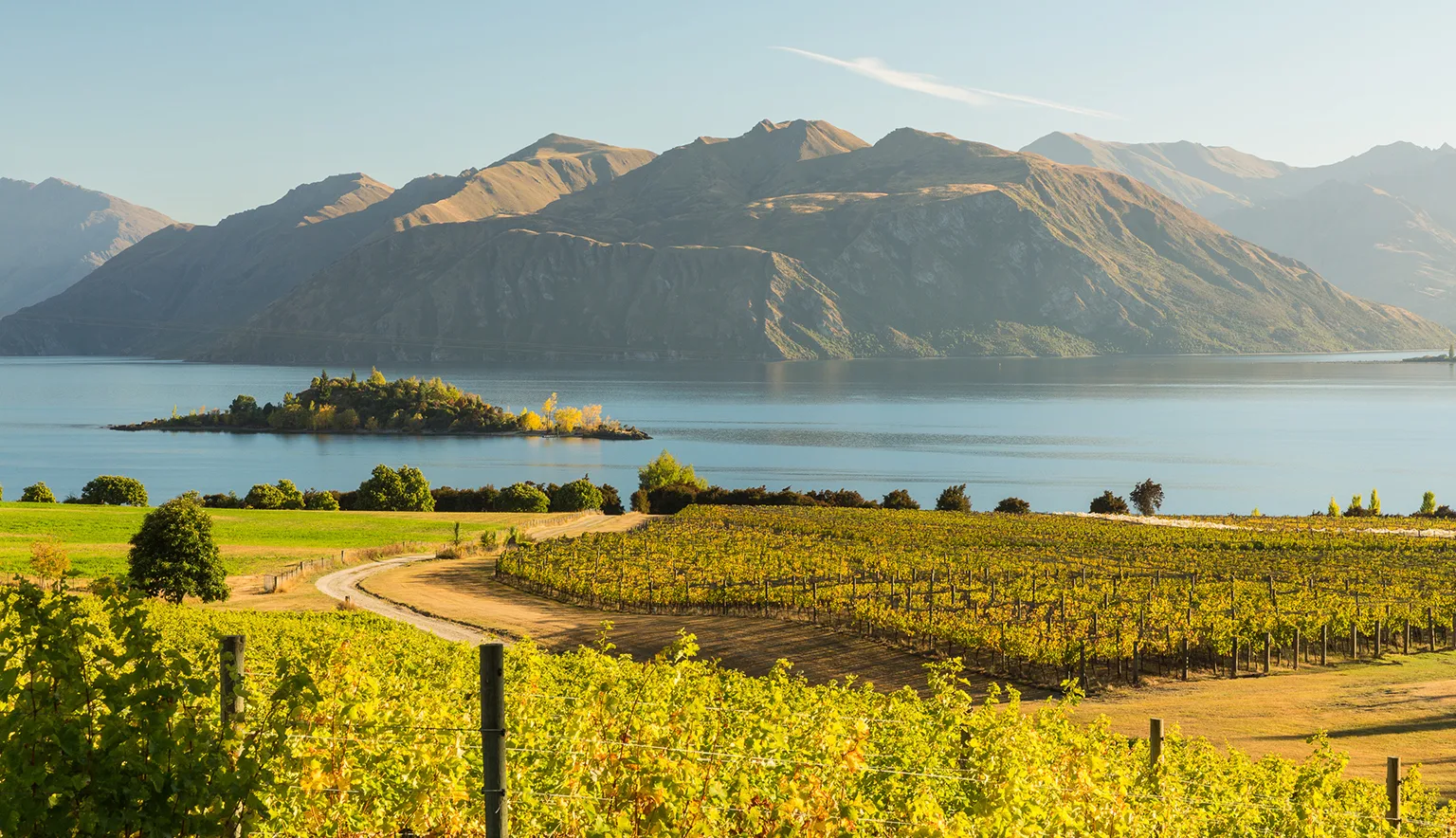 Morning on vineyard at Lake Wanaka, Otago, New Zealand