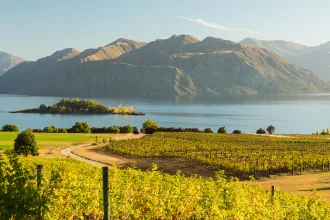Morning on vineyard at Lake Wanaka, Otago, New Zealand