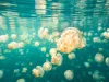 Golden jellyfish, Mastigias papua etpisoni, Jellyfish Lake, Palau